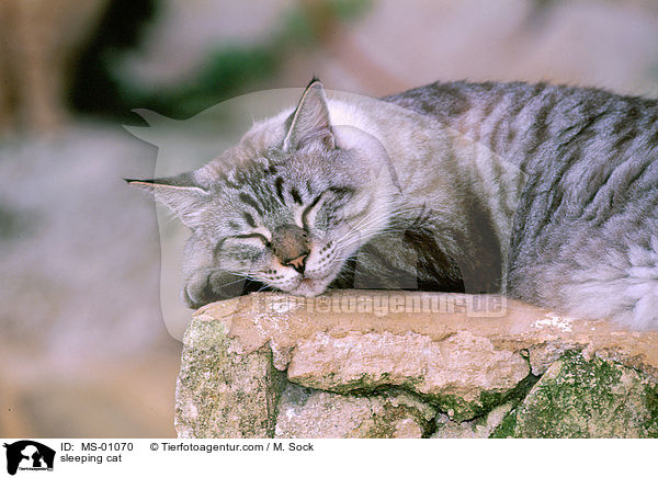 schlafende Katze / sleeping cat / MS-01070
