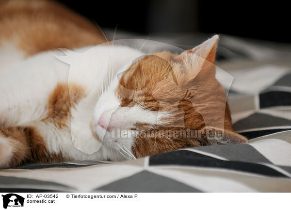Hauskatze / domestic cat / AP-03542