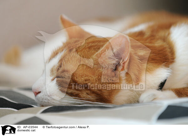 Hauskatze / domestic cat / AP-03544