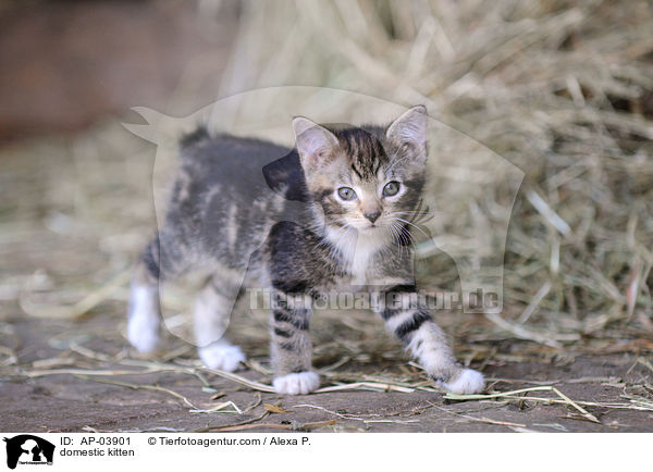 Hausktzchen / domestic kitten / AP-03901