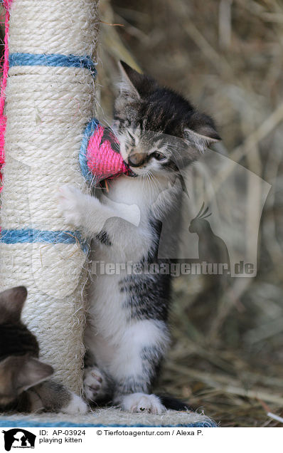 spielende Ktzchen / playing kitten / AP-03924