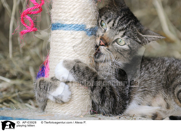 spielende Ktzchen / playing kitten / AP-03928