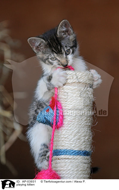 spielende Ktzchen / playing kitten / AP-03931