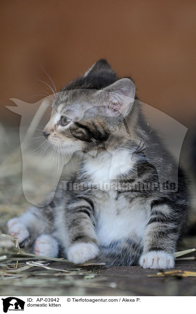 Hausktzchen / domestic kitten / AP-03942