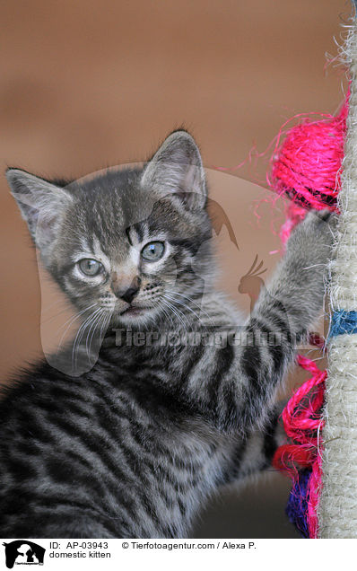 Hausktzchen / domestic kitten / AP-03943