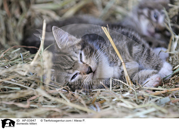 Hausktzchen / domestic kitten / AP-03947