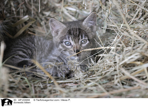 Hausktzchen / domestic kitten / AP-03948
