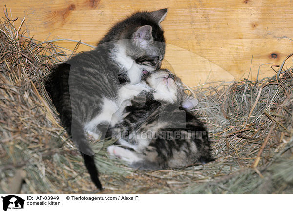 Hausktzchen / domestic kitten / AP-03949