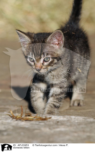 Hausktzchen / domestic kitten / AP-03953