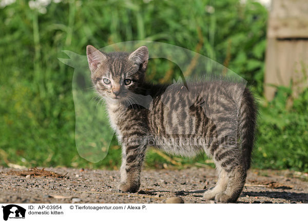 Hausktzchen / domestic kitten / AP-03954