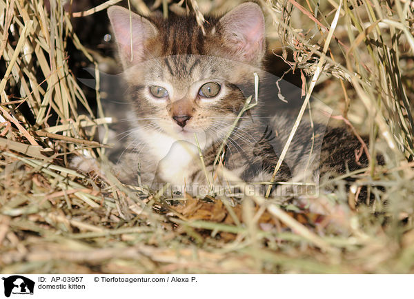 Hausktzchen / domestic kitten / AP-03957