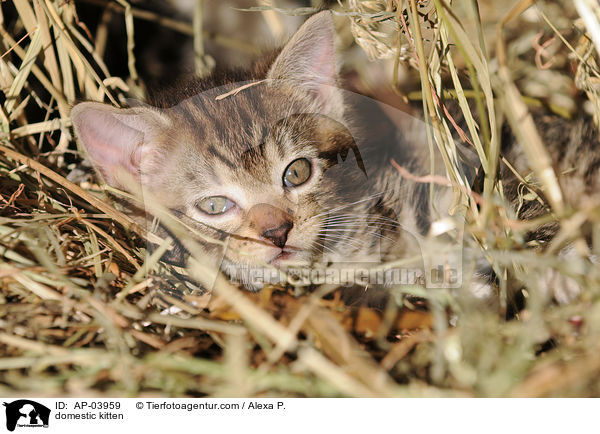 Hausktzchen / domestic kitten / AP-03959