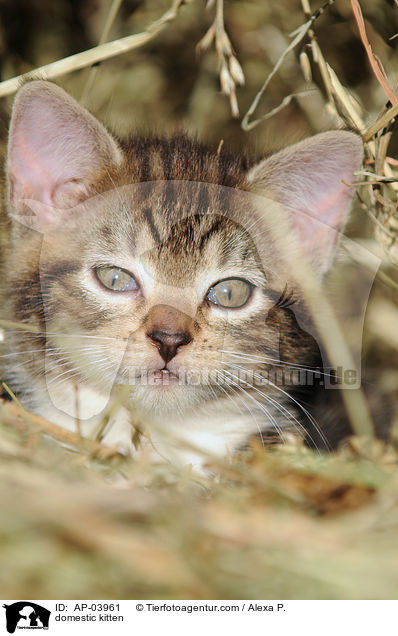 Hausktzchen / domestic kitten / AP-03961