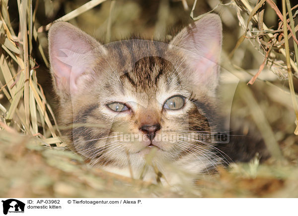 Hausktzchen / domestic kitten / AP-03962