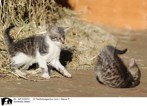 Hausktzchen / domestic kitten / AP-03972