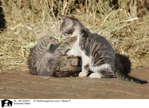 Hausktzchen / domestic kitten / AP-03974