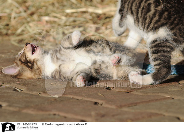 Hausktzchen / domestic kitten / AP-03975