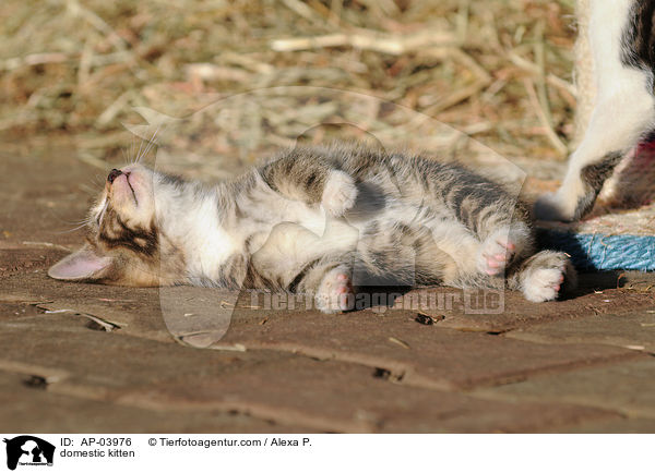 Hausktzchen / domestic kitten / AP-03976