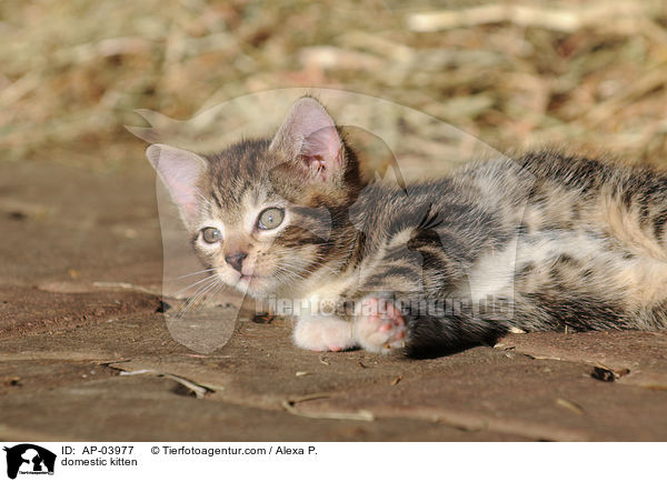 Hausktzchen / domestic kitten / AP-03977