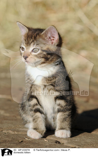 Hausktzchen / domestic kitten / AP-03978