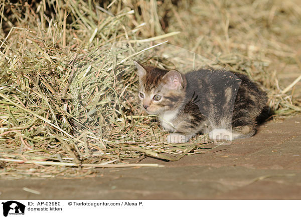 Hausktzchen / domestic kitten / AP-03980