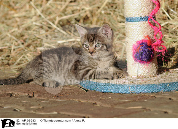 Hausktzchen / domestic kitten / AP-03983