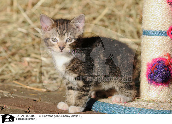 Hausktzchen / domestic kitten / AP-03985