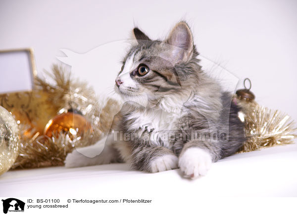 junger Maine-Coon-Mischling / young crossbreed / BS-01100