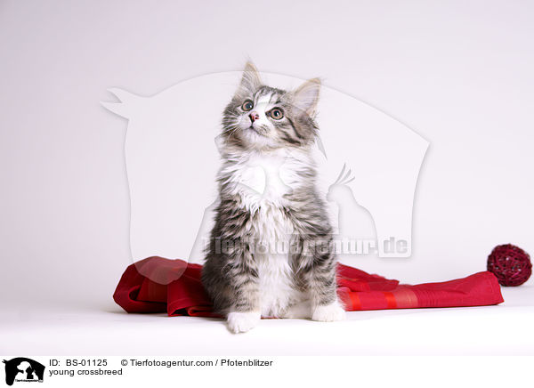 junger Maine-Coon-Mischling / young crossbreed / BS-01125