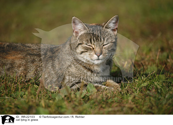 Katze liegt im Gras / cat lying in grass / RR-22103