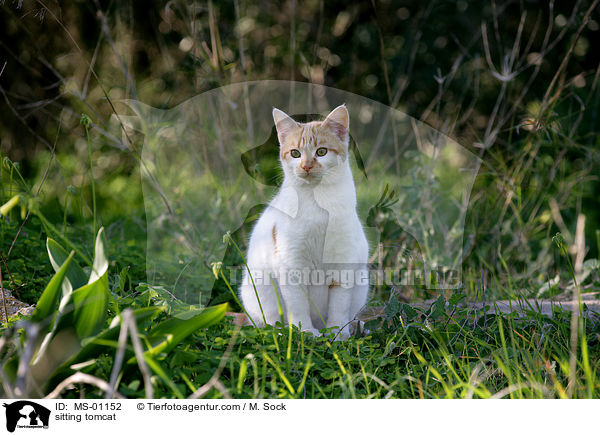 sitzender Kater / sitting tomcat / MS-01152