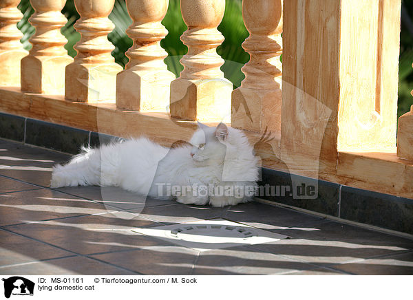 liegende Hauskatze / lying domestic cat / MS-01161