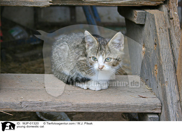Hausktzchen / young domestic cat / WJP-01320