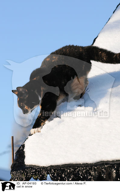 Hauskatze im Schnee / cat in snow / AP-04193