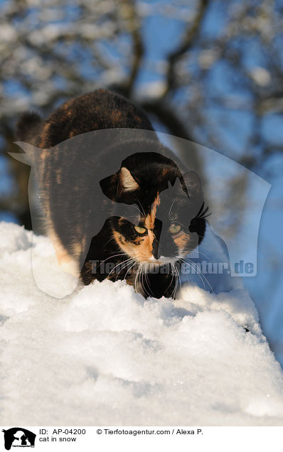 Hauskatze im Schnee / cat in snow / AP-04200