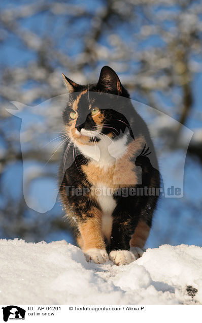 Hauskatze im Schnee / cat in snow / AP-04201