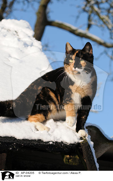 Hauskatze im Schnee / cat in snow / AP-04205