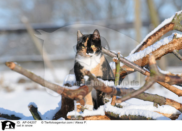 Hauskatze im Schnee / cat in snow / AP-04207