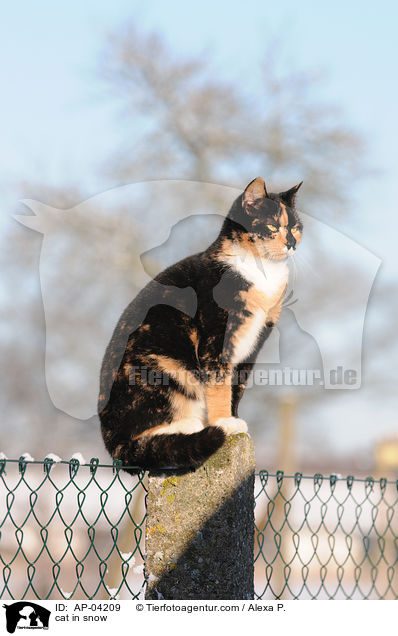 Hauskatze im Schnee / cat in snow / AP-04209