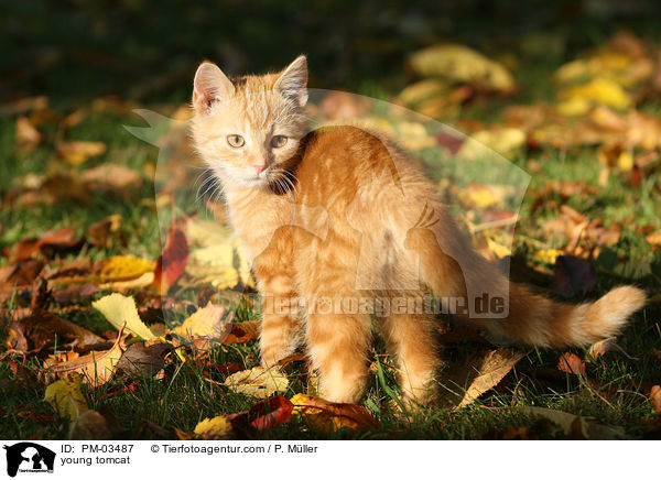 junger Kater / young tomcat / PM-03487