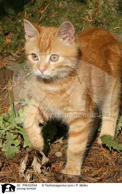 junger Kater / young tomcat / PM-03504