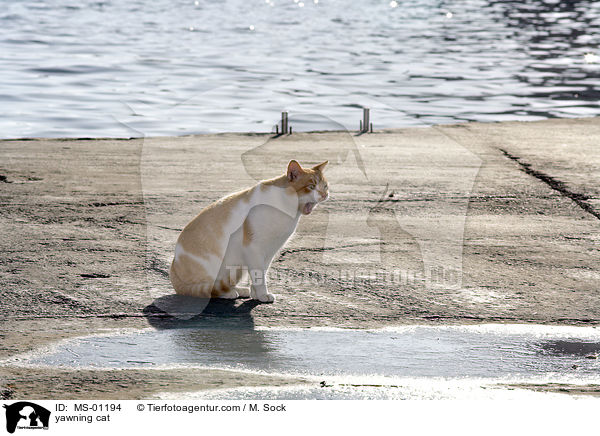 ghnende Katze / yawning cat / MS-01194