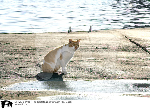 Straenkatze / domestic cat / MS-01196