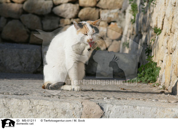 Hauskatze / domestic cat / MS-01211