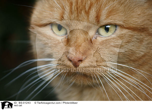 rote Hauskatze / red cat / BS-01243