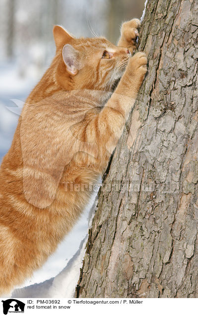 roter Kater im Schnee / red tomcat in snow / PM-03692