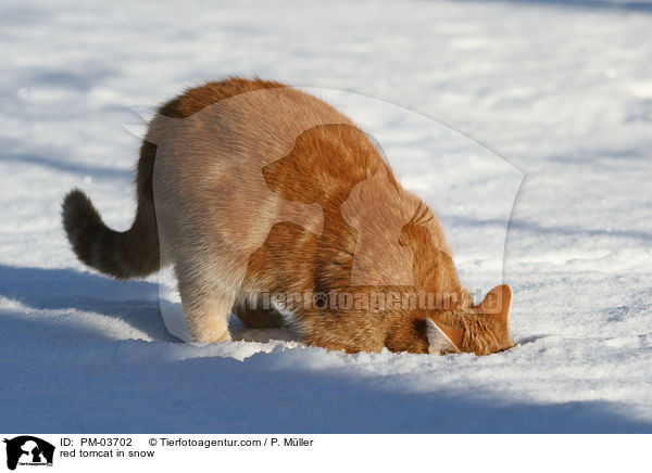 roter Kater im Schnee / red tomcat in snow / PM-03702