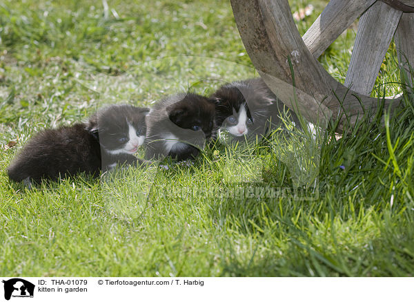 Ktzchen im Garten / kitten in garden / THA-01079