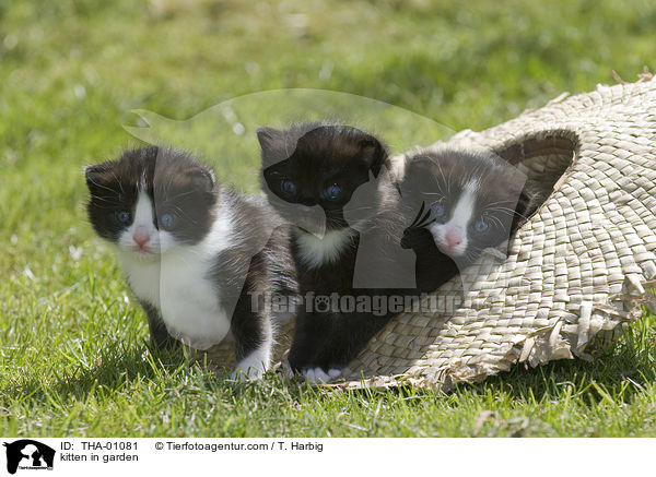 Ktzchen im Garten / kitten in garden / THA-01081