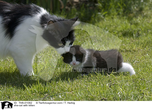 Ktzin mit Ktzchen / she-cat with kitten / THA-01082